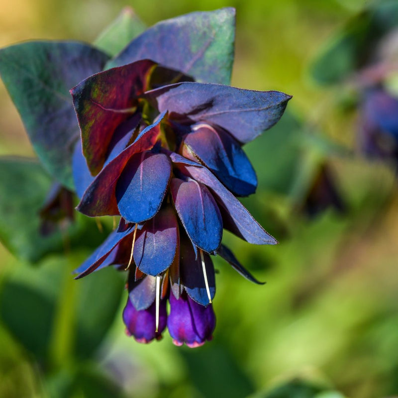Blue Cerinthe Flower Seeds for Planting – Heirloom, Non-GMO, Compact Growth Garden Seeds