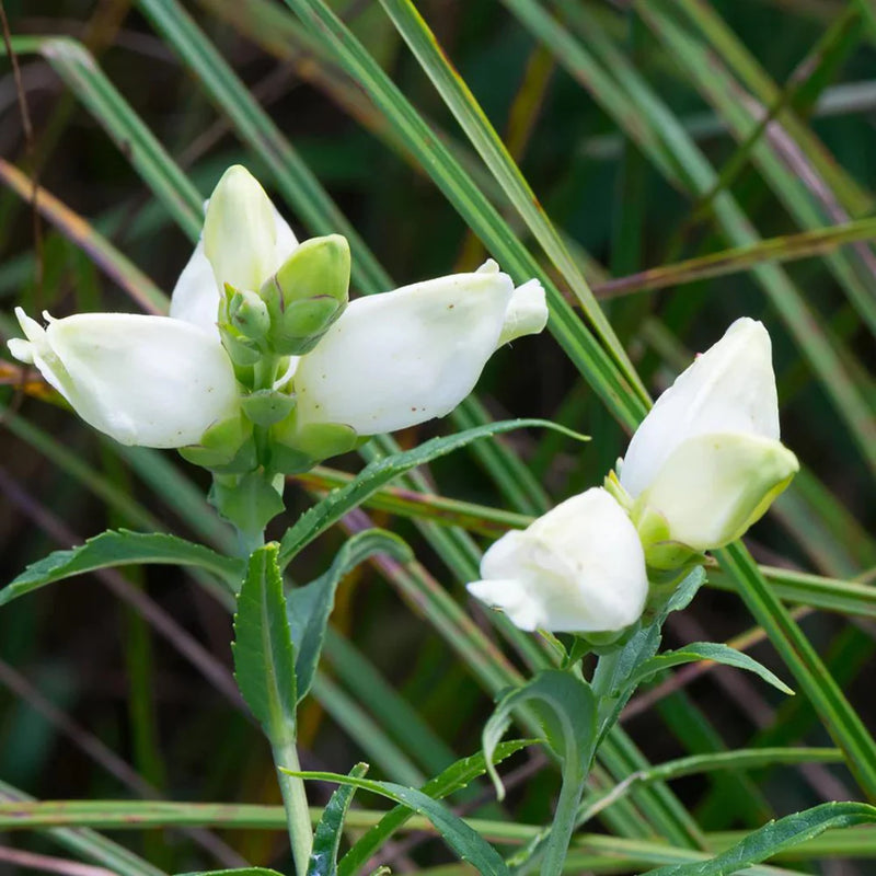 Chelone Glabra Flower seeds for Planting Cottage Garden Essential Heirloom & GMO Free Seeds for Home Garden
Sale