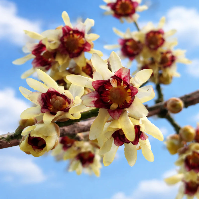 Chimonanthus Praecox Flower seeds for Planting Pollinator Friendly Heirloom & GMO Free Seeds for Home Garden