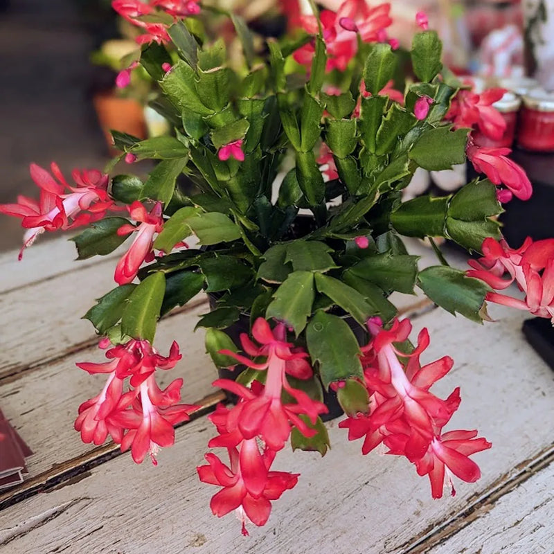 Schlumbergera Flower seeds for Planting Seasonal Bloomer Heirloom & GMO Free Seeds for Home Garden