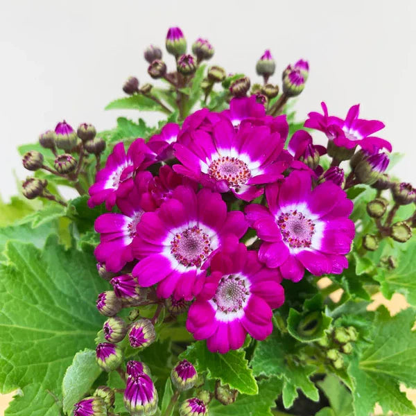 Pink Cineraria Flower seeds for Planting Cut Flower Favorite Heirloom & GMO Free Seeds for Home Garden
Sale seeds for home garden planting