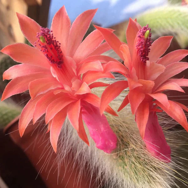 Cleistocactus Colademononis Flower seeds for Planting - Drought Tolerant, Heirloom & GMO Free Seeds for Home Garden
Sale seeds for home garden