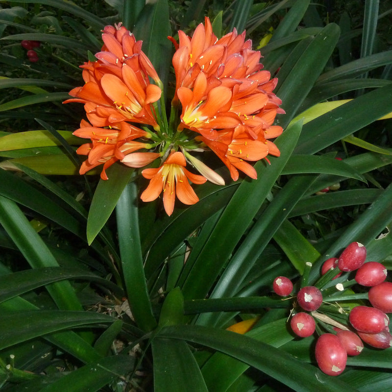 Miniata Flower seeds for Planting - Pollinator Friendly, Heirloom & GMO Free Seeds for Home Garden