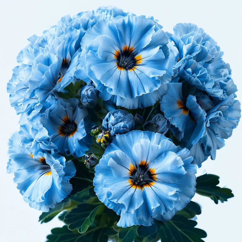 Sky Blue Geranium Pelargonium Flower Seeds for Planting Perfect for Borders Heirloom & GMO Free Seeds for Home Garden
Sale