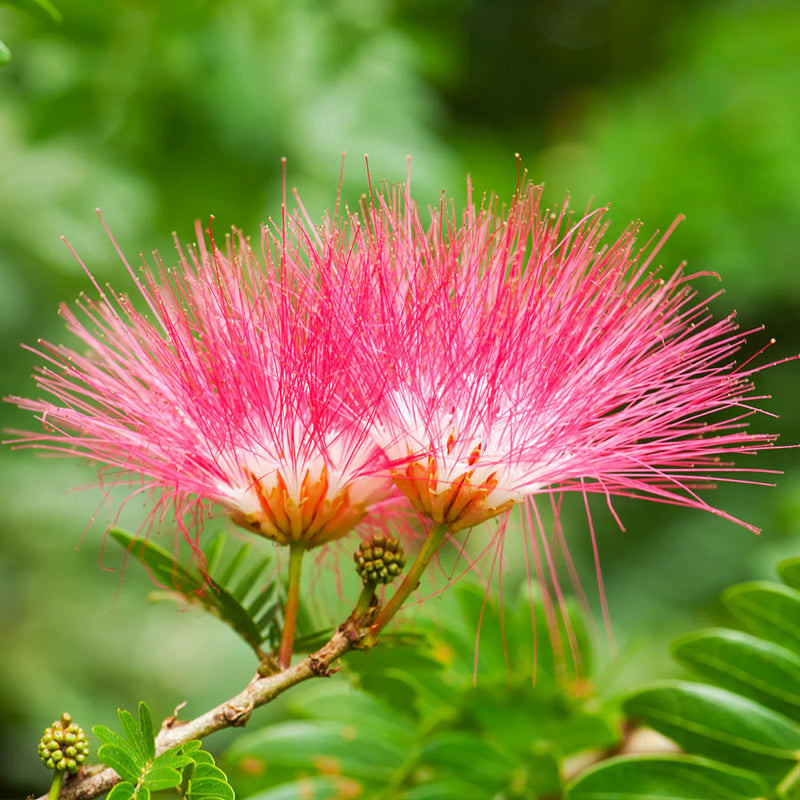 Pink Mimosa Flower seeds for Planting - Garden Favorite, Heirloom & GMO Free Seeds for Home Garden