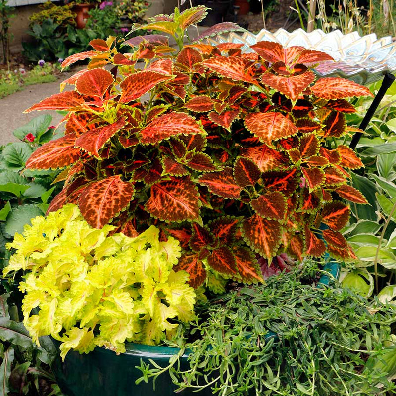 Coleus Orange & Green Flower seeds for Planting Compact Growth Heirloom & GMO Free Seeds for Home Garden
Sale