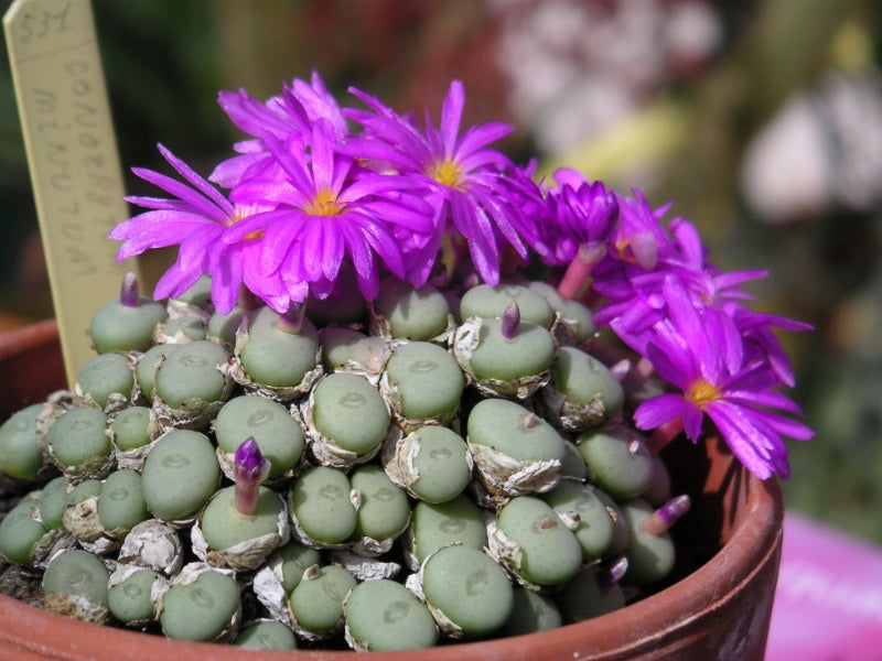 Conophytum Flower seeds for Planting - Premium Quality, Heirloom & GMO Free Seeds for Home Garden