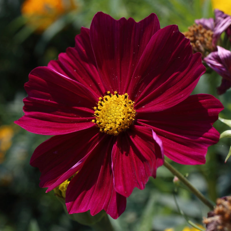 Dichondra Cosmos Flower seeds for Planting - Hardy Variety, Heirloom & GMO Free Seeds for Home Garden