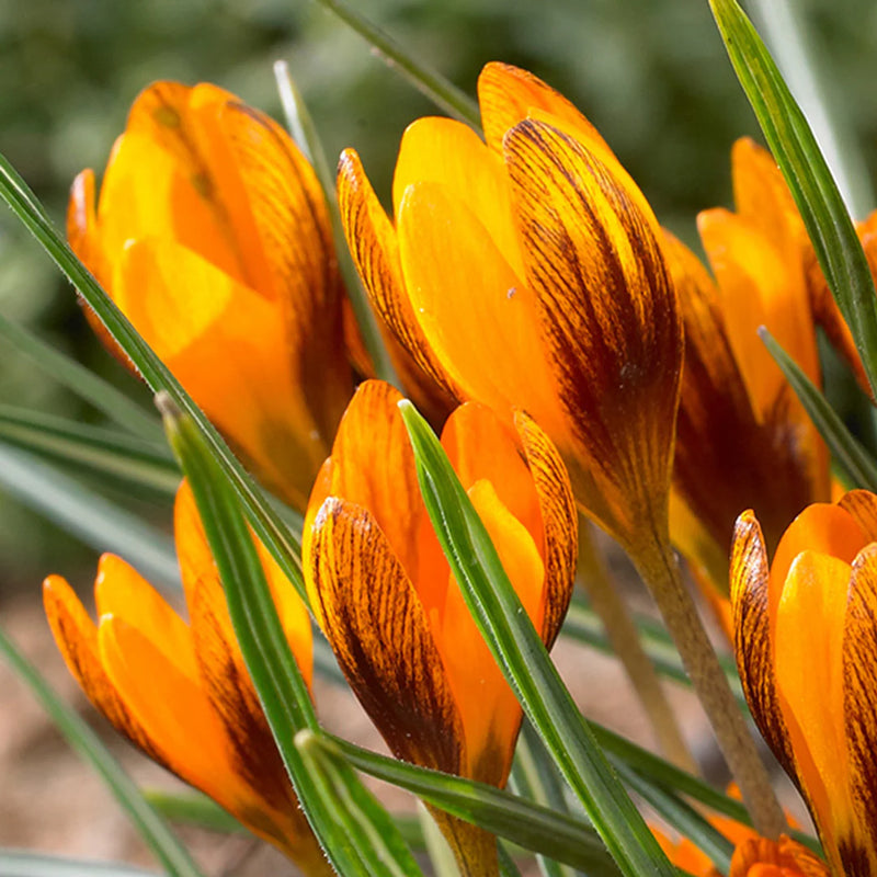 Orange Brown Crocus Flower seeds for Planting Hardy Variety Heirloom & GMO Free Seeds for Home Garden