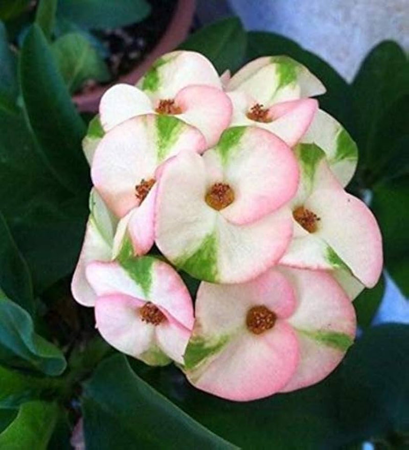 Mixed Crown of Thorns seeds for planting