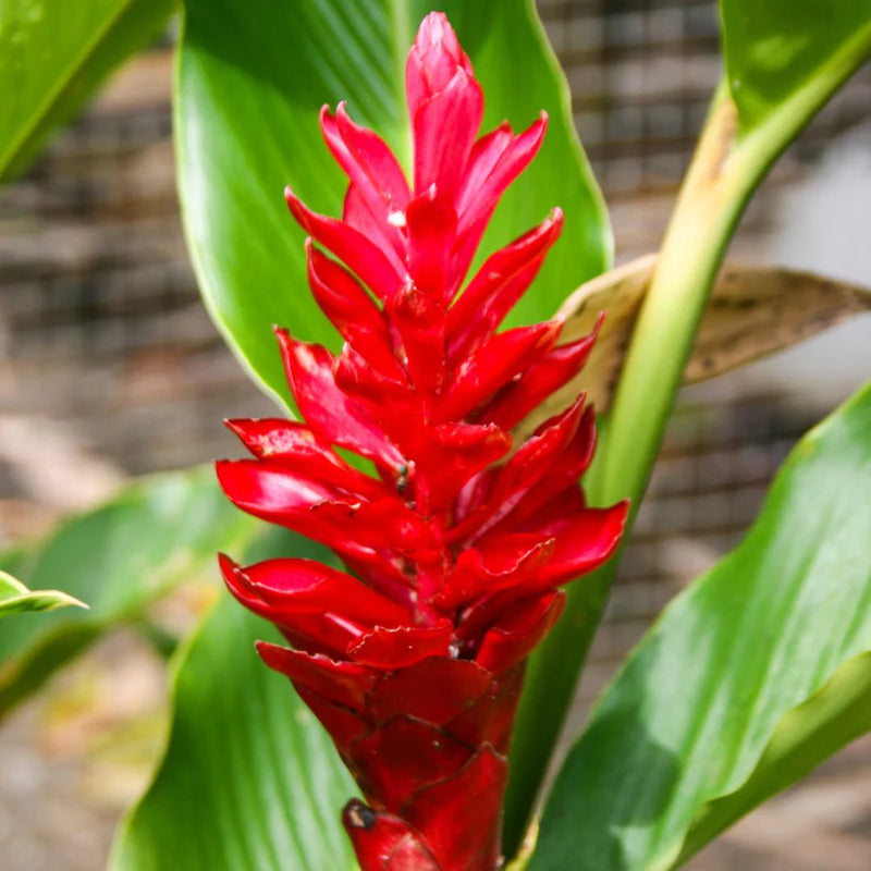 Red Curcuma Aeruginosa Flower seeds for Planting - Hardy Variety, Heirloom & GMO Free Seeds for Home Garden