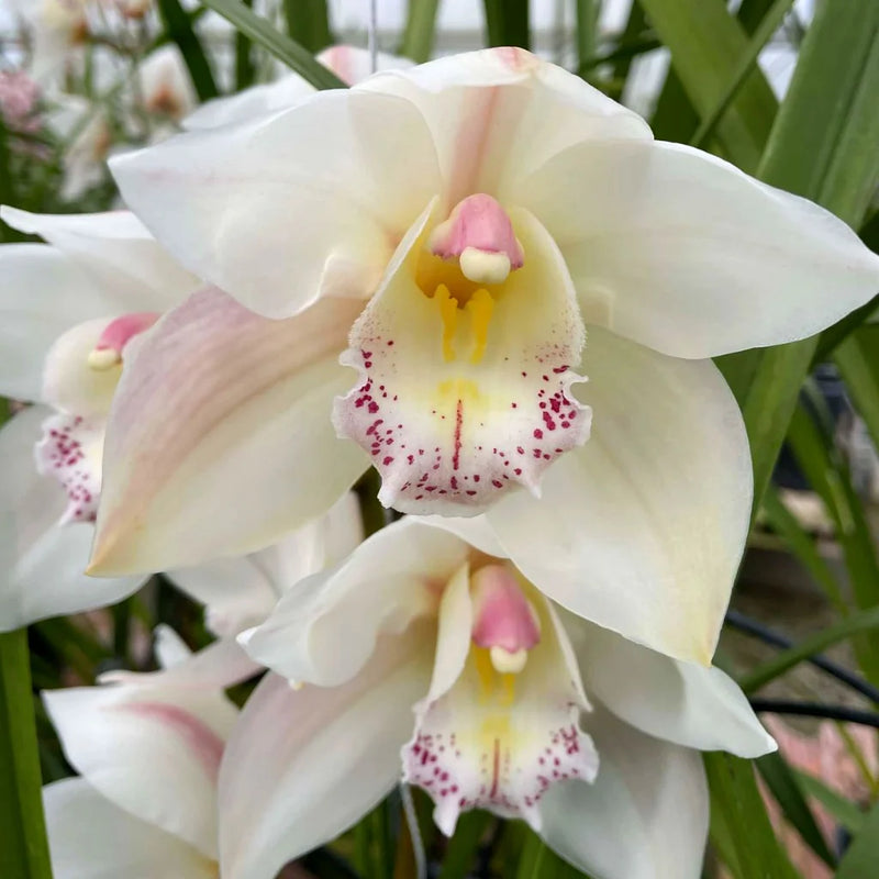 White Cymbidium Orchid Flower seeds for Planting Premium Quality Heirloom & GMO Free Seeds for Home Garden
Sale