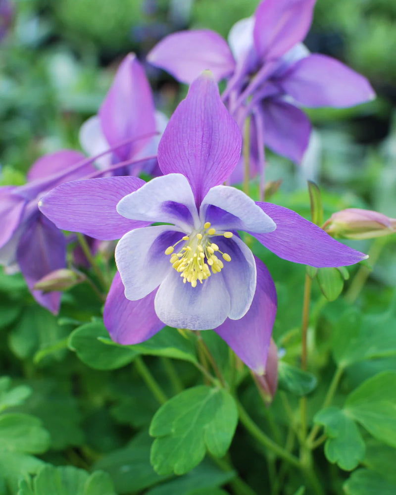 Tower Columbine Flower seeds for Planting, Perfect for Borders Heirloom & GMO Free Seeds for Home Garden