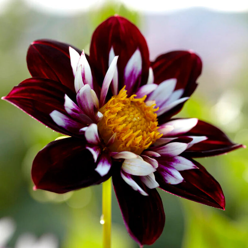 Night Butterfly Dahlia Flower seeds for Planting - Shade Tolerant, Heirloom & GMO Free Seeds for Home Garden