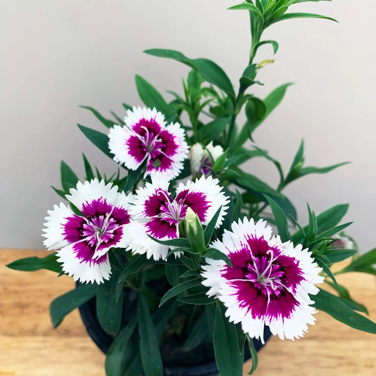 Purple White Dianthus Flower seeds for Planting - Cottage Garden Essential, Heirloom & GMO Free Seeds for Home Garden
Sale for planting in home garden
