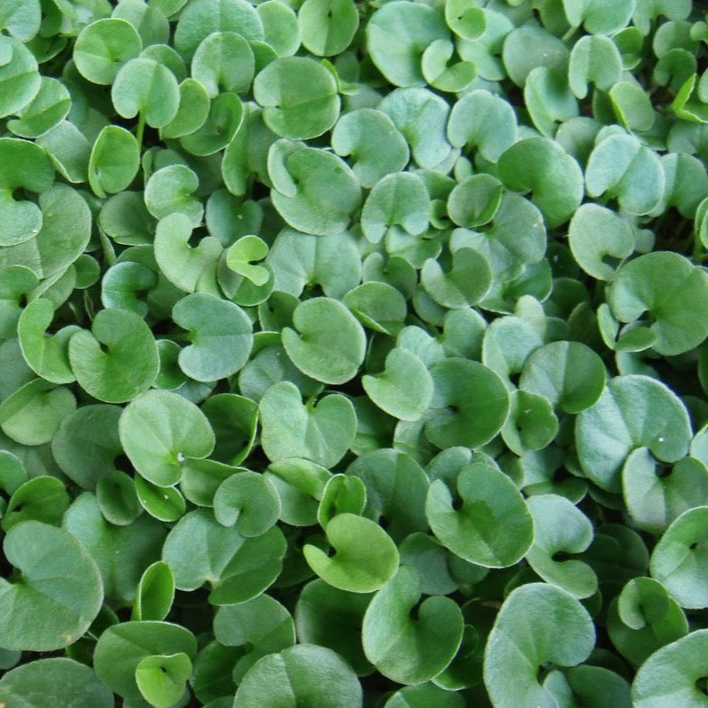 Dichondra Repen Flower seeds for Planting Low Maintenance Heirloom & GMO Free Seeds for Home Garden
Sale for planting in home garden