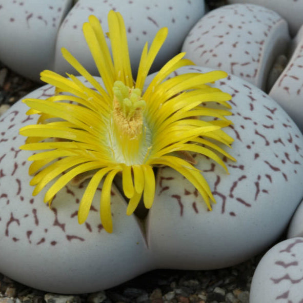 Dinteranthus Flower seeds for Planting - Long Bloom Season, Heirloom & GMO Free Seeds for Home Garden
Sale for planting in home garden