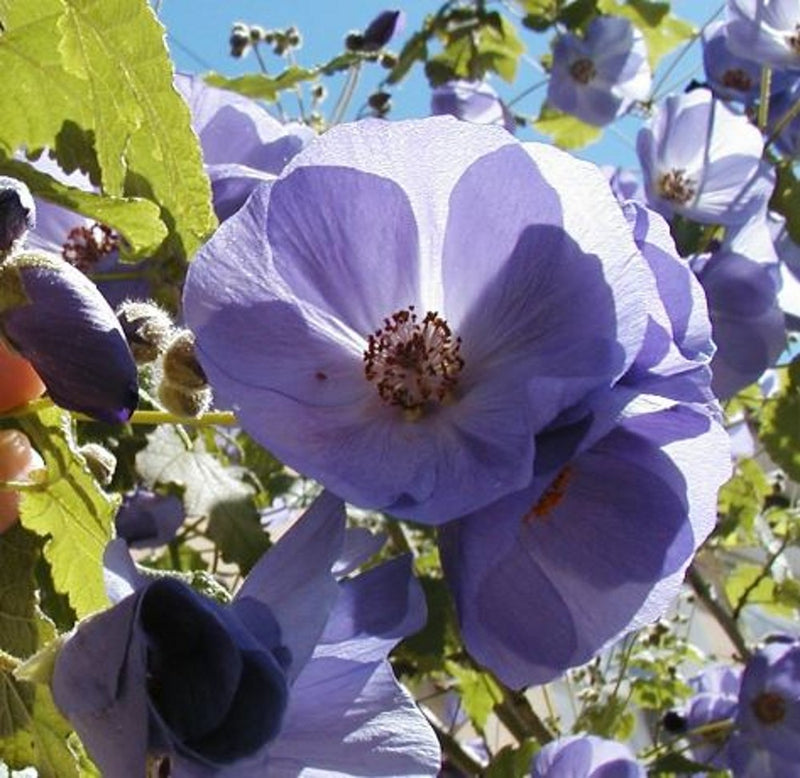 Violet Abutilon Vitifolium Seeds for Planting - Elegant Garden Flowers
