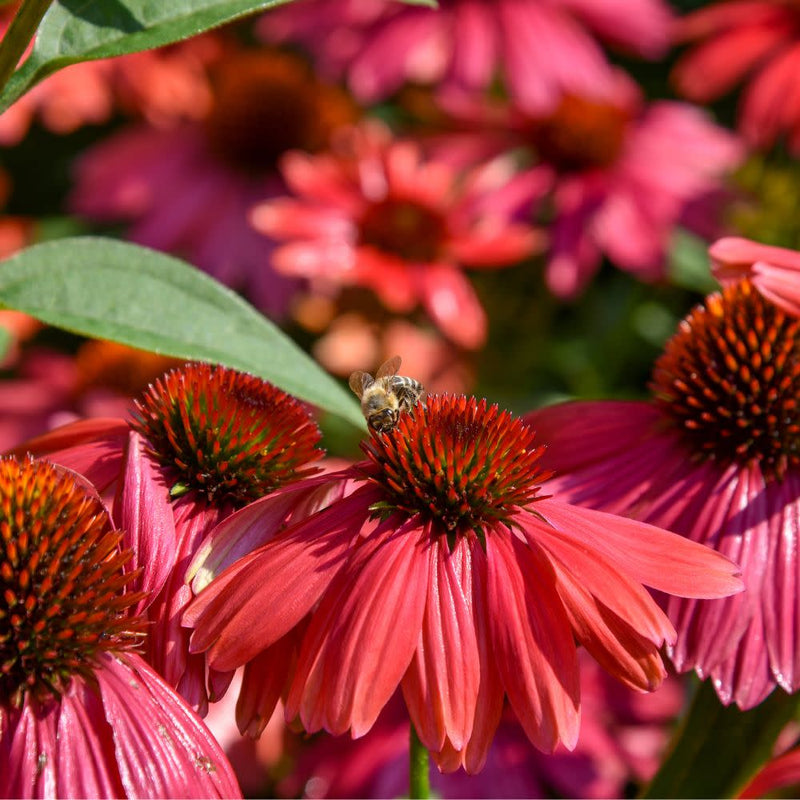Maroon Coneflower Flower seeds for Planting - Long Bloom Season, Heirloom & GMO Free Seeds for Home Garden