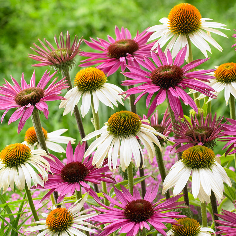 Echinacea Purpurea Flower seeds for Planting Wildflower Mix Heirloom & GMO Free Seeds for Home Garden