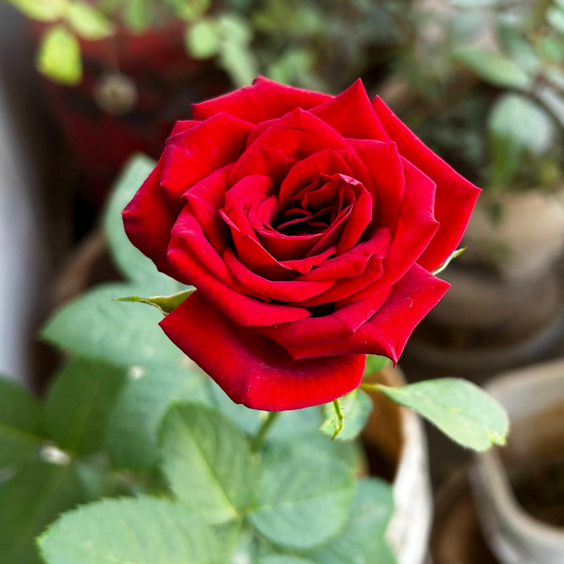 Rose Flower seeds for Planting Seasonal Bloomer Heirloom & GMO Free Seeds for Home Garden
Sale for planting in home garden