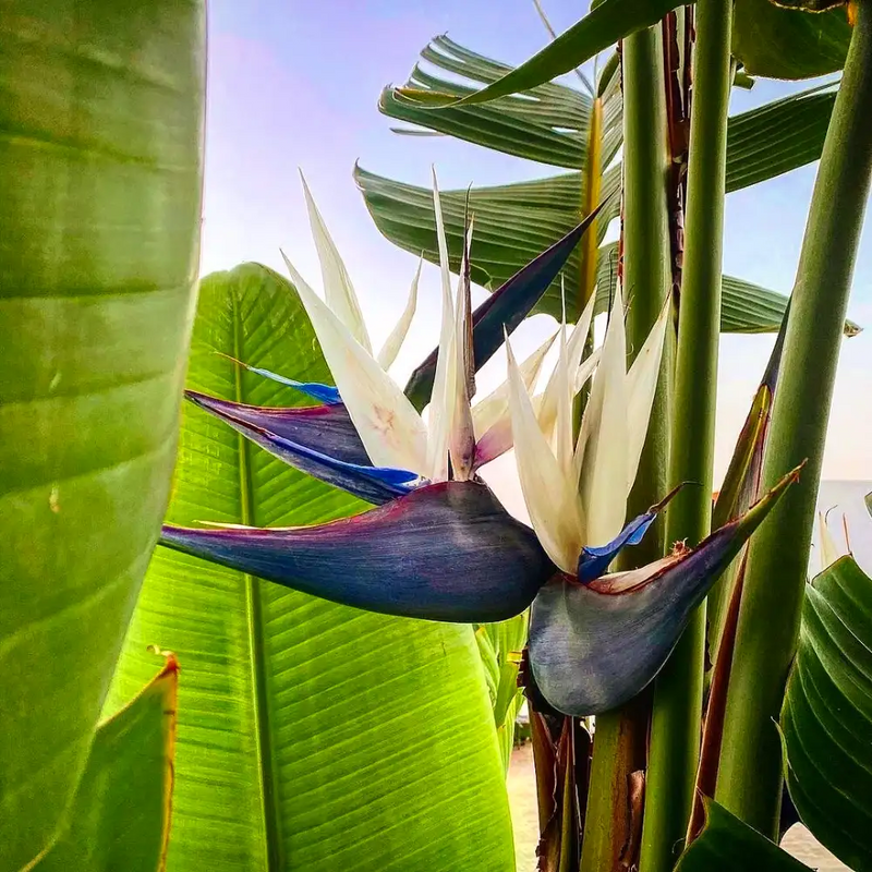 Heirloom Agave Flower seeds for Planting Easy to Grow Heirloom & GMO Free Seeds for Home Garden