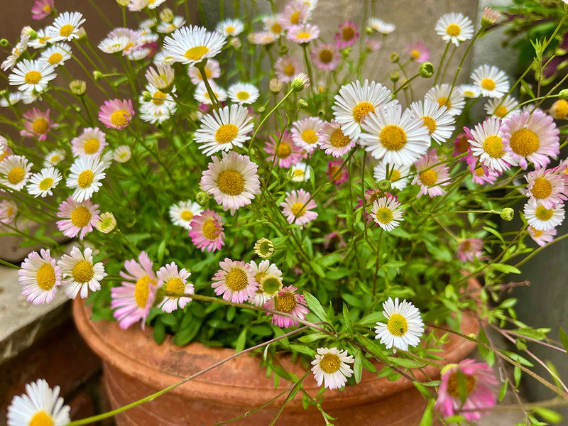 Erigeron Karvinskianus Flower seeds for Planting - Fragrant Blossoms, Heirloom & GMO Free Seeds for Home Garden