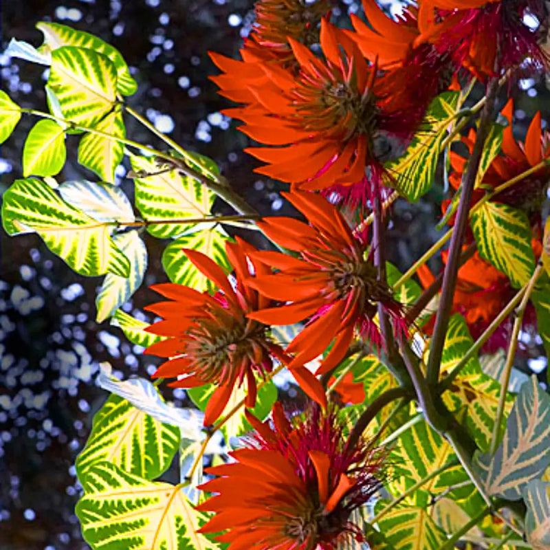 Orange Green Erythrina Flower seeds for Planting - Cottage Garden Essential, Heirloom & GMO Free Seeds for Home Garden