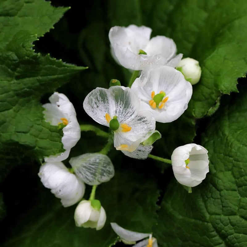 Skeleton Flower seeds for Planting - Wildflower Mix, Heirloom & GMO Free Seeds for Home Garden