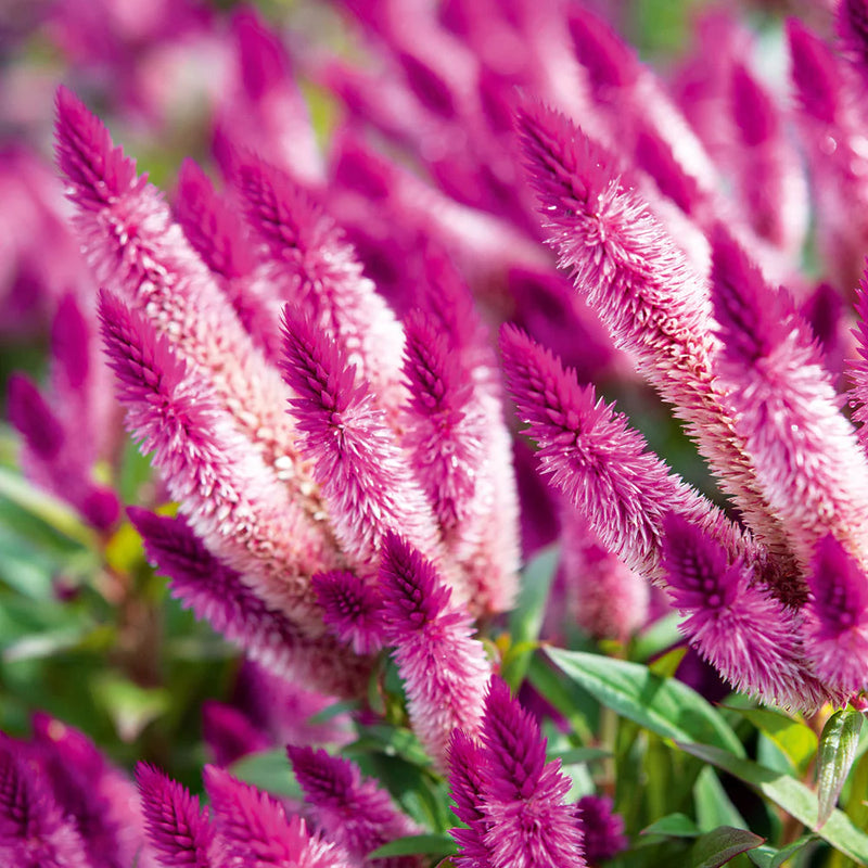 Heirloom Celosia Spicata Flower seeds for Planting Seasonal Bloomer Heirloom & GMO Free Seeds for Home Garden