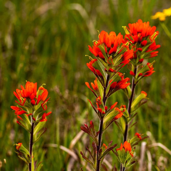 Castilleja Flower seeds for Planting - Seasonal Bloomer, Heirloom & GMO Free Seeds for Home Garden