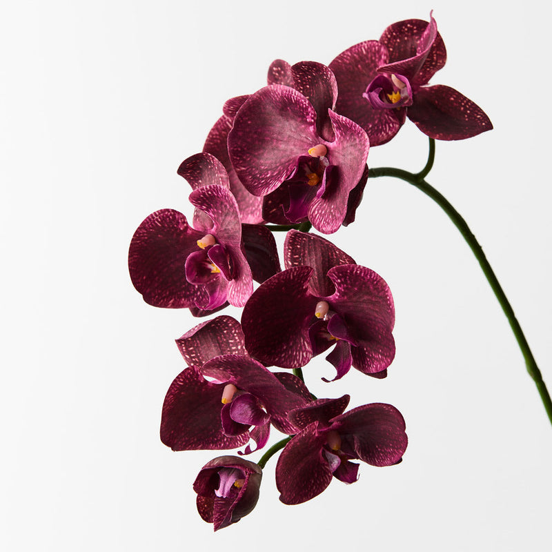 Phalaenopsis Orchid Flower seeds for Planting - Hardy Variety, Heirloom & GMO Free Seeds for Home Garden
Sale for planting in home garden