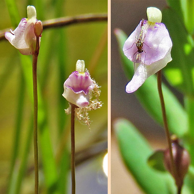 Utricularia Arenaria Flower seeds for Planting - Cottage Garden Essential, Heirloom & GMO Free Seeds for Home Garden