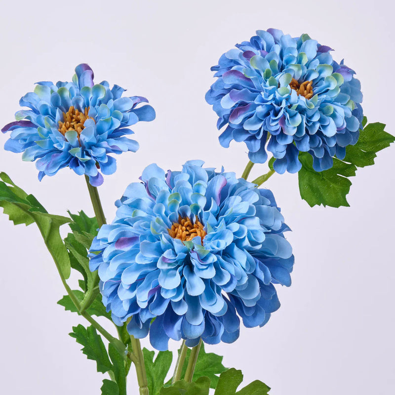 Sky (Sky Blue) seeds for planting in home garden