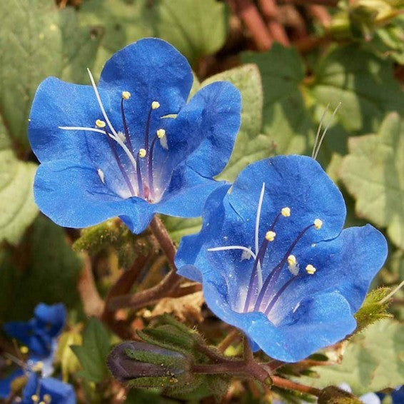 Heirloom Campanularia Flower seeds for Planting Seasonal Bloomer Heirloom & GMO Free Seeds for Home Garden