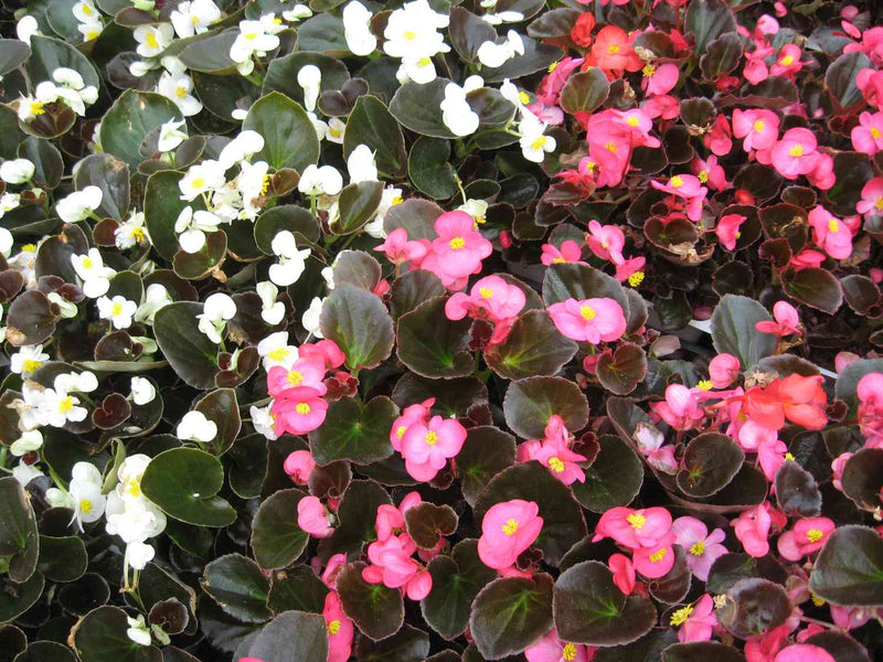Begonia Hot Tip Rose Seeds for Gorgeous Rose-Colored Begonias
