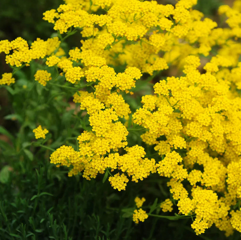 Yellow Sedum Flower seeds for Planting - Seasonal Bloomer, Heirloom & GMO Free Seeds for Home Garden