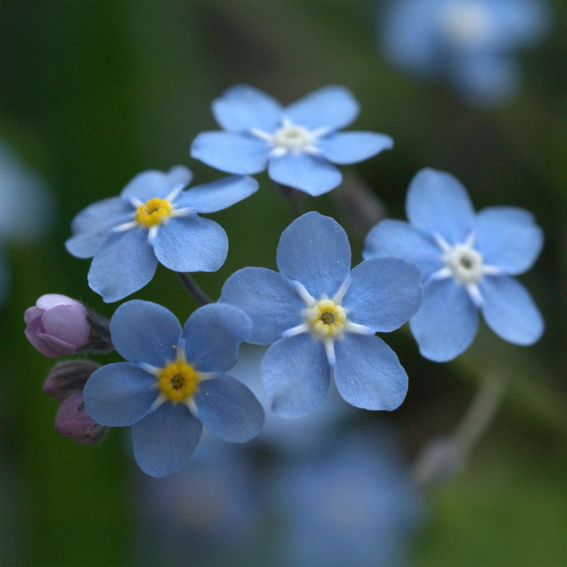Blue Myosotis Alpestris Seeds for Planting