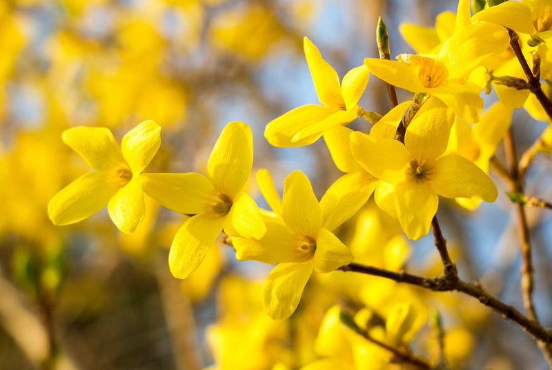 Forsythia Hampshire Flower seeds for Planting Premium Quality Heirloom & GMO Free Seeds for Home Garden