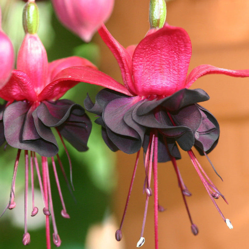 Black Fuchsia Flower seeds for Planting - Bright Blooms, Heirloom & GMO Free Seeds for Home Garden
Sale for planting in home garden