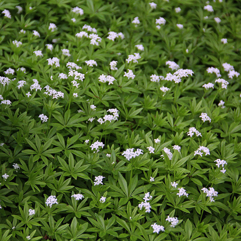Galium Flower seeds for Planting - Sun Loving, Heirloom & GMO Free Seeds for Home Garden
Sale seeds for planting in home garden