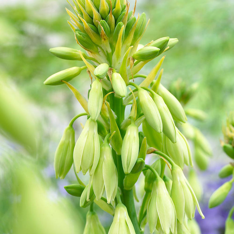 Galtonia Viridiflora Flower seeds for Planting - Long Bloom Season, Heirloom & GMO Free Seeds for Home Garden