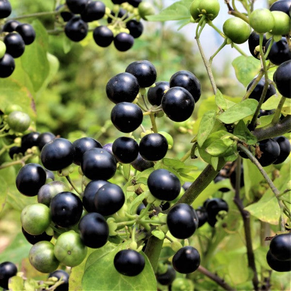 Huckleberry Planting Seeds for Growing Fruit Sweet and Tangy Berries at Home