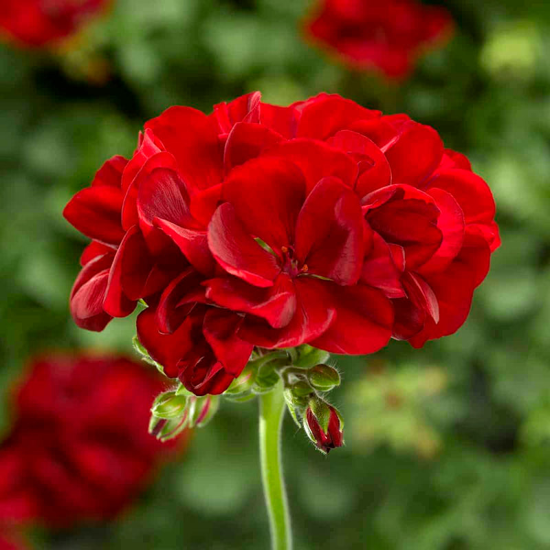 Geranium Flower seeds for Planting - Hardy Variety, Heirloom & GMO Free Seeds for Home Garden