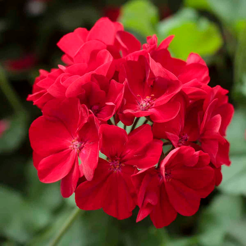 Dark Red Pelargonium Flower seeds for Planting - Garden Favorite, Heirloom & GMO Free Seeds for Home Garden