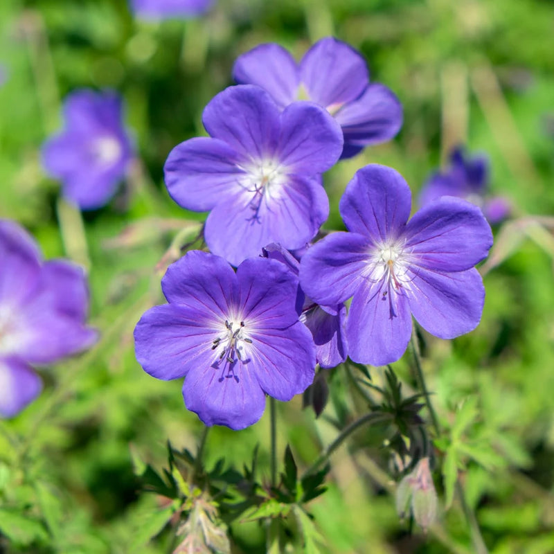 Blue Geraniums Flower seeds for Planting - Easy to Grow, Heirloom & GMO Free Seeds for Home Garden