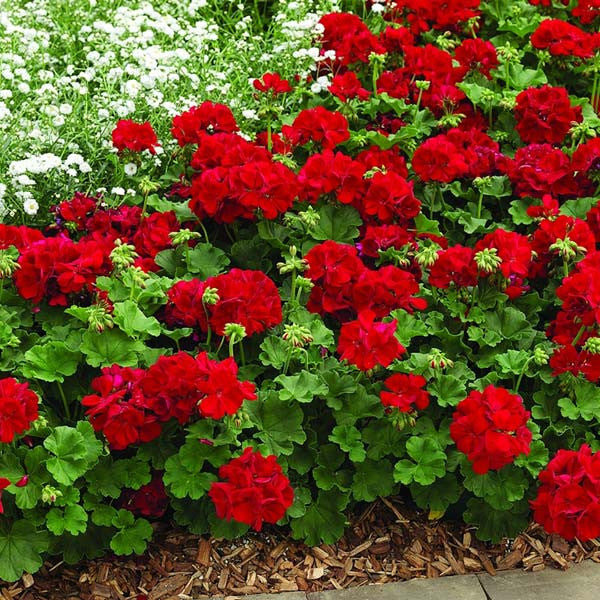 Geraniums Red Flower seeds for Planting - Long Bloom Season, Heirloom & GMO Free Seeds for Home Garden
Sale seeds for planting in home garden