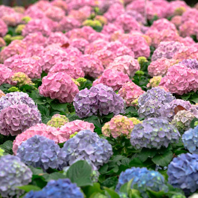 Pastel Rainbow Hydrangea Flower seeds for Planting - Long Bloom Season, Heirloom & GMO Free Seeds for Home Garden
