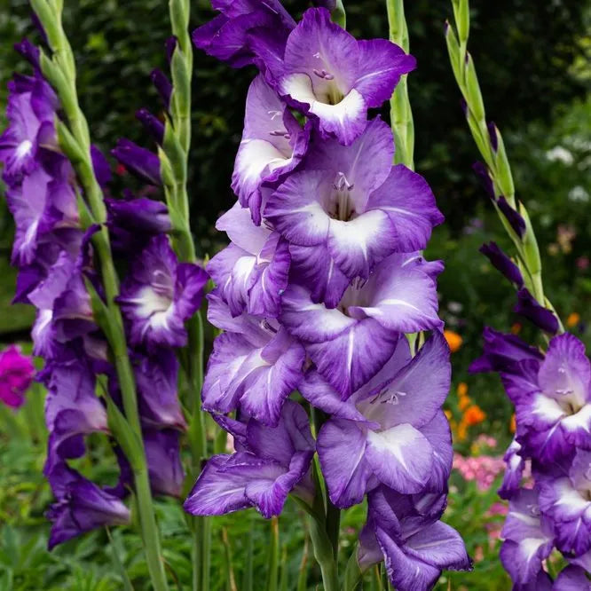 Blue Gladiolus Flower seeds for Planting Compact Growth Heirloom & GMO Free Seeds for Home Garden