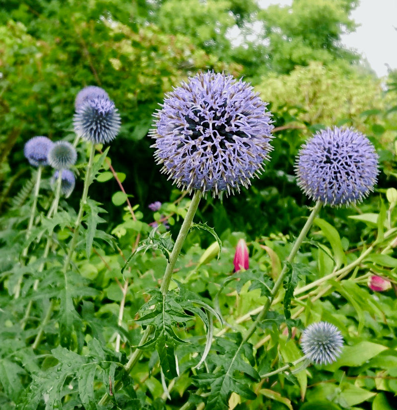 Purple Rattlesnake Flower seeds for Planting - Long Bloom Season, Heirloom & GMO Free Seeds for Home Garden